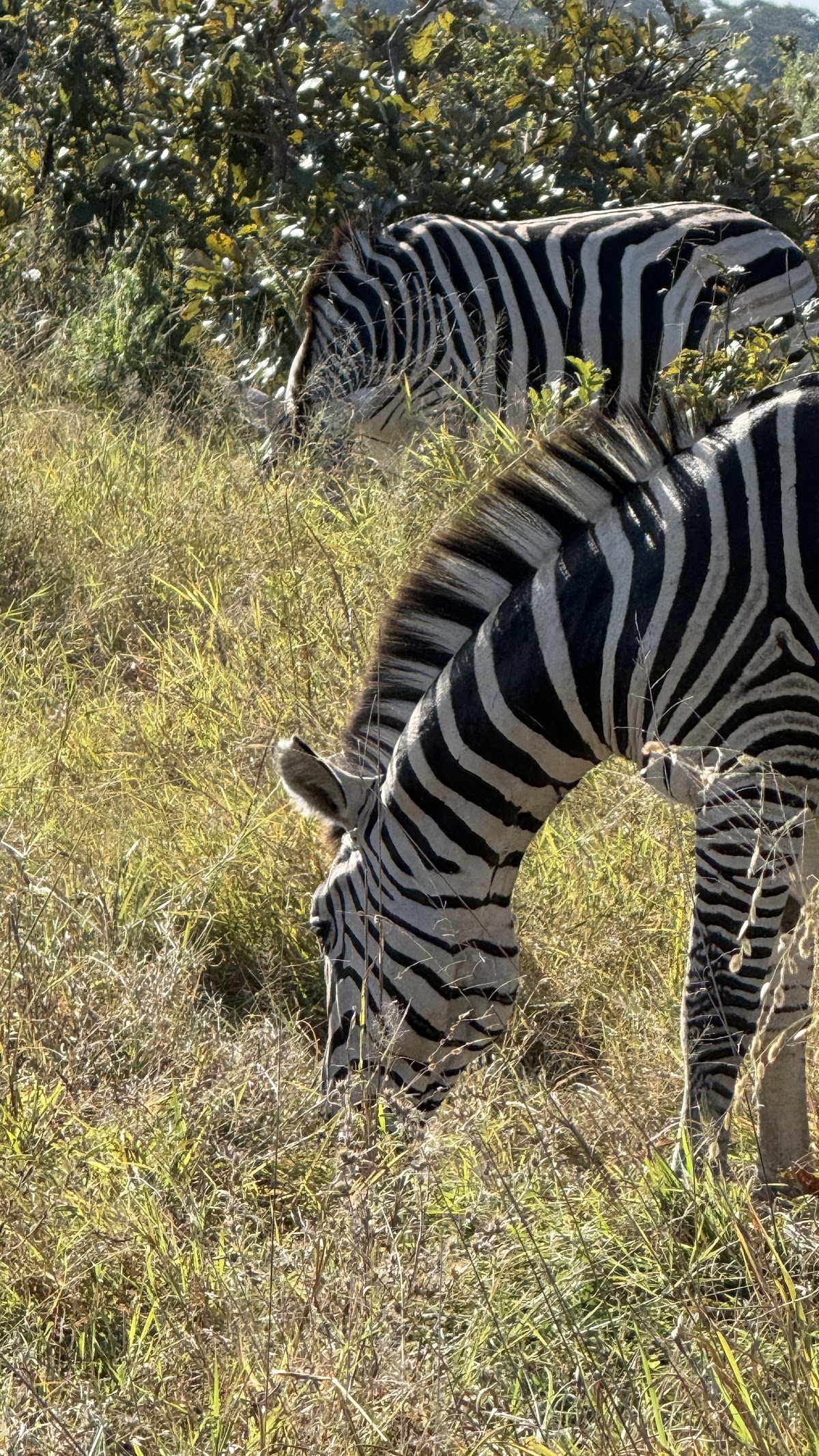 Keya Botswana Travel Agency — tour operator in Matlapana, Botswana – photo 5