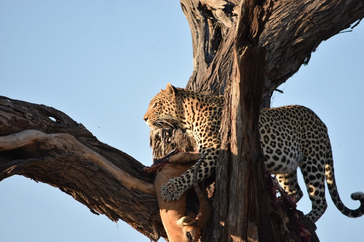 Keya Botswana Travel Agency — tour operator in Matlapana, Botswana – photo 1