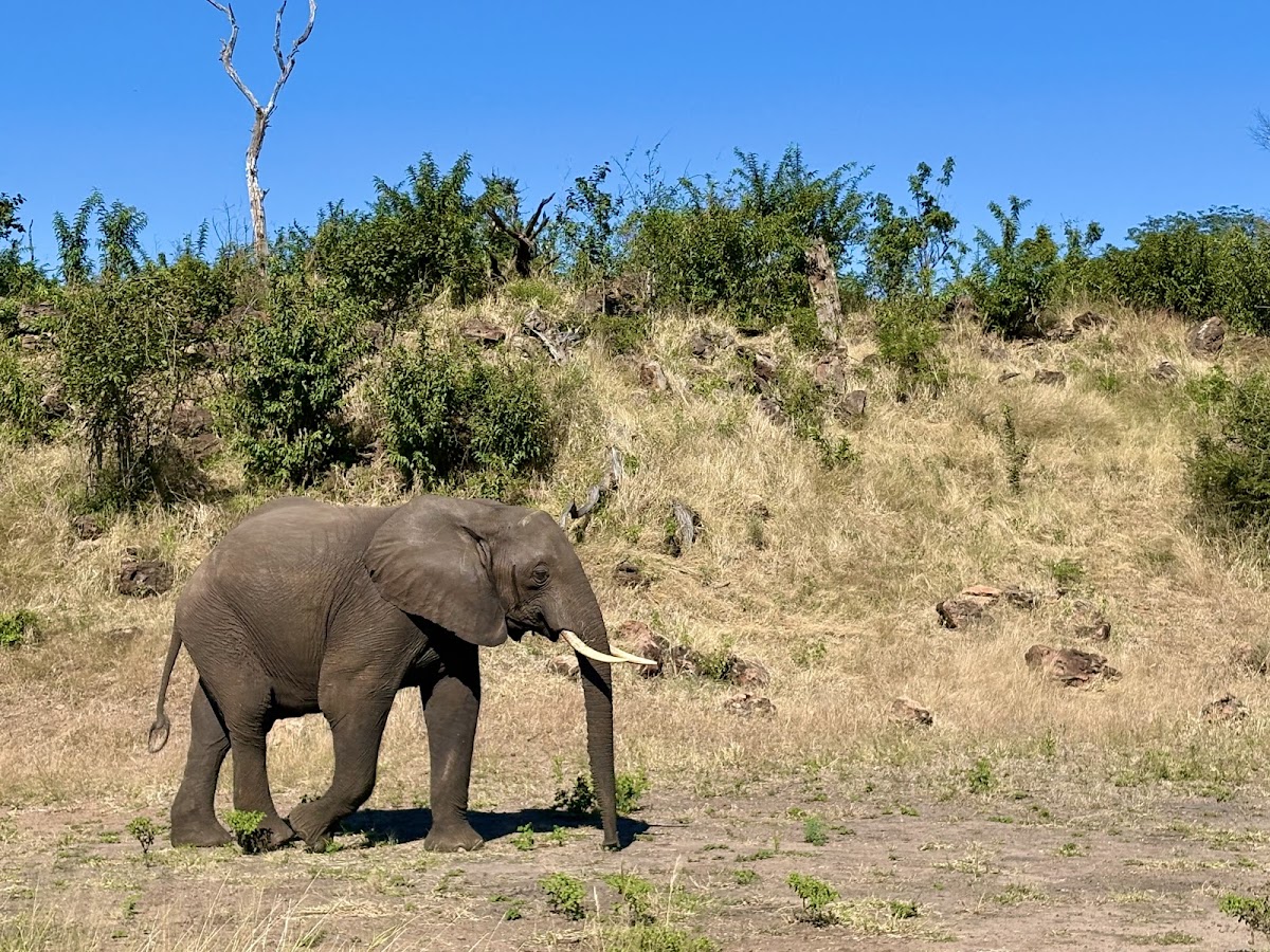 Kalwizi Travel Agency — tour operator in President Ave, Botswana – photo 4