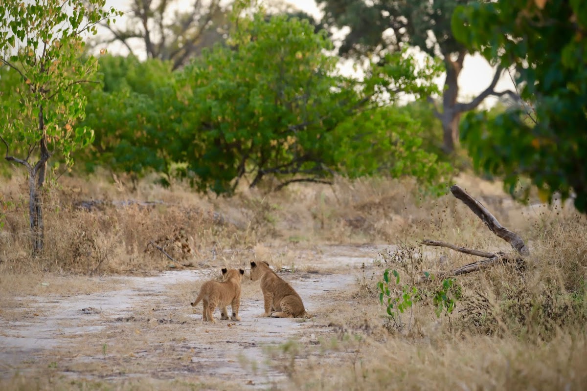 Kalwizi Travel Agency — tour operator in President Ave, Botswana – photo 6