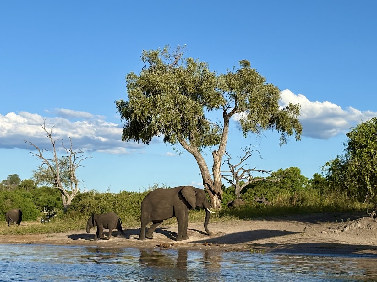 Kalwizi Travel Agency — tour operator in President Ave, Botswana – photo 3