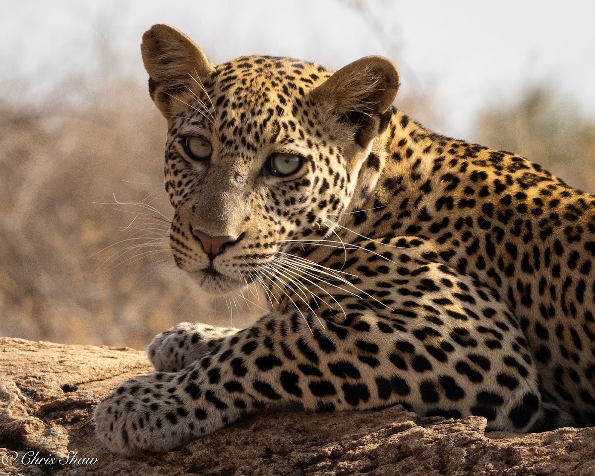 Discover Africa Safaris — tour operator in Cape Town, South Africa – photo 3