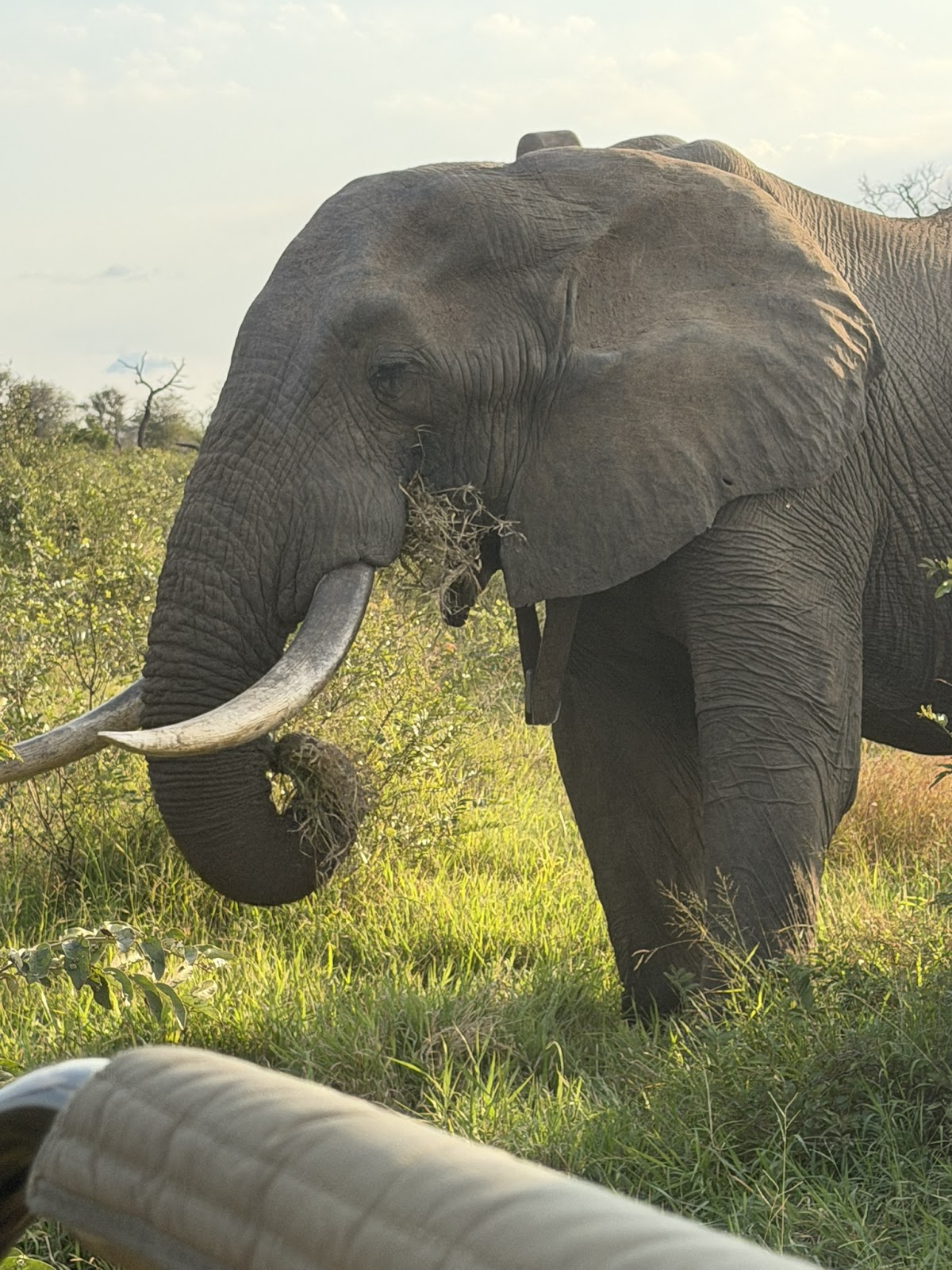 Discover Africa Safaris — tour operator in Cape Town, South Africa – photo 5