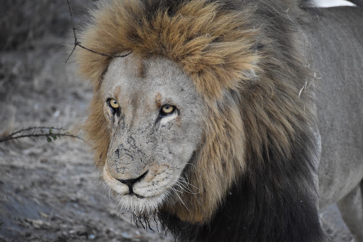 Discover Africa Safaris — tour operator in Cape Town, South Africa – photo 6
