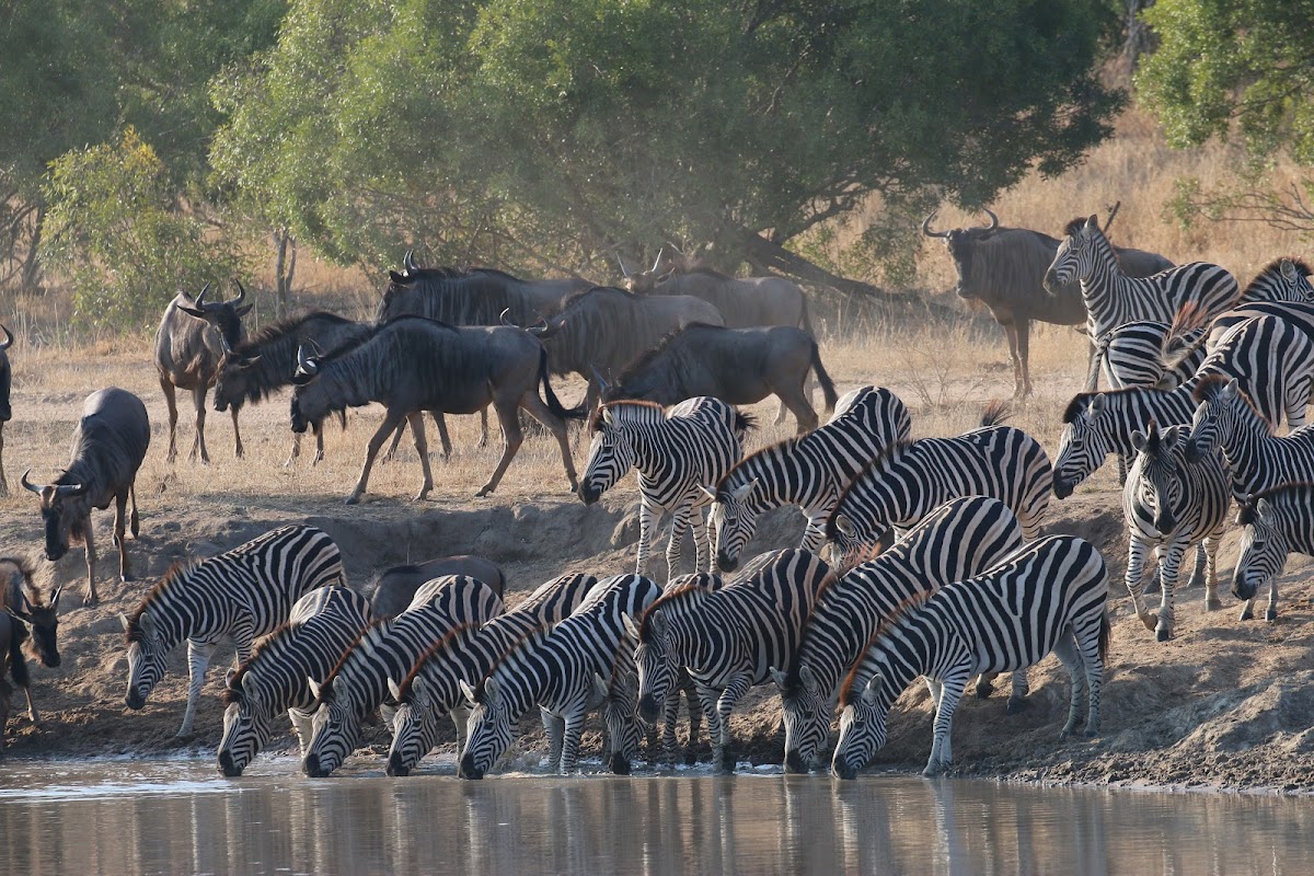 Discover Africa Safaris — tour operator in Cape Town, South Africa – photo 4