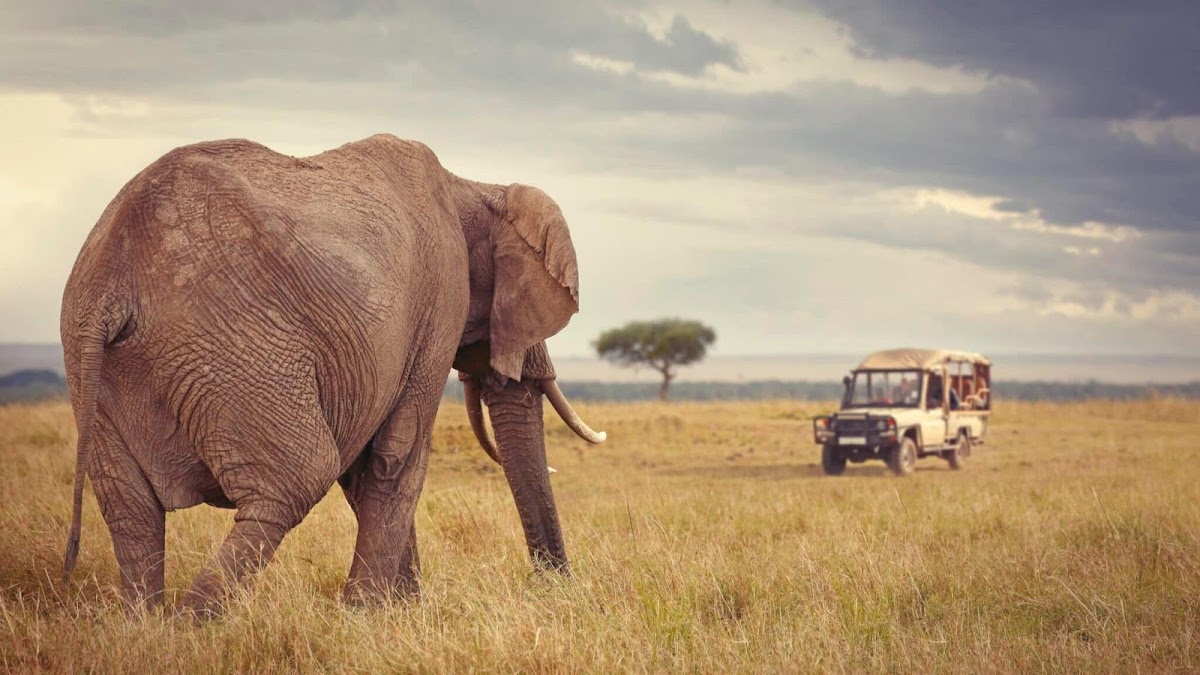 Discover Africa Safaris — tour operator in Cape Town, South Africa – photo 1