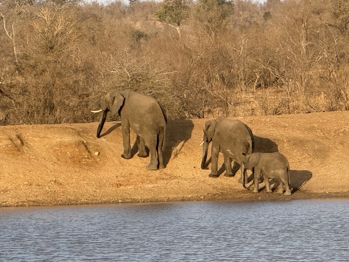 Discover Africa Safaris — tour operator in Cape Town, South Africa – photo 2