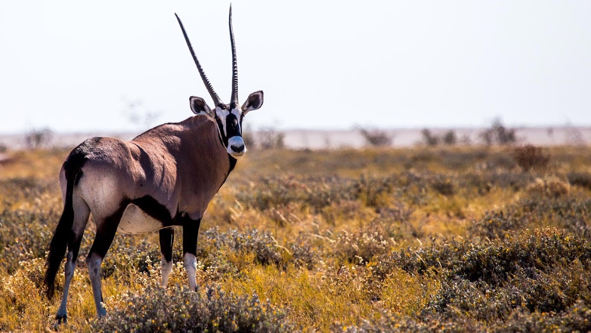 Secret Namibia — tour operator in 13001, Namibia – photo 3