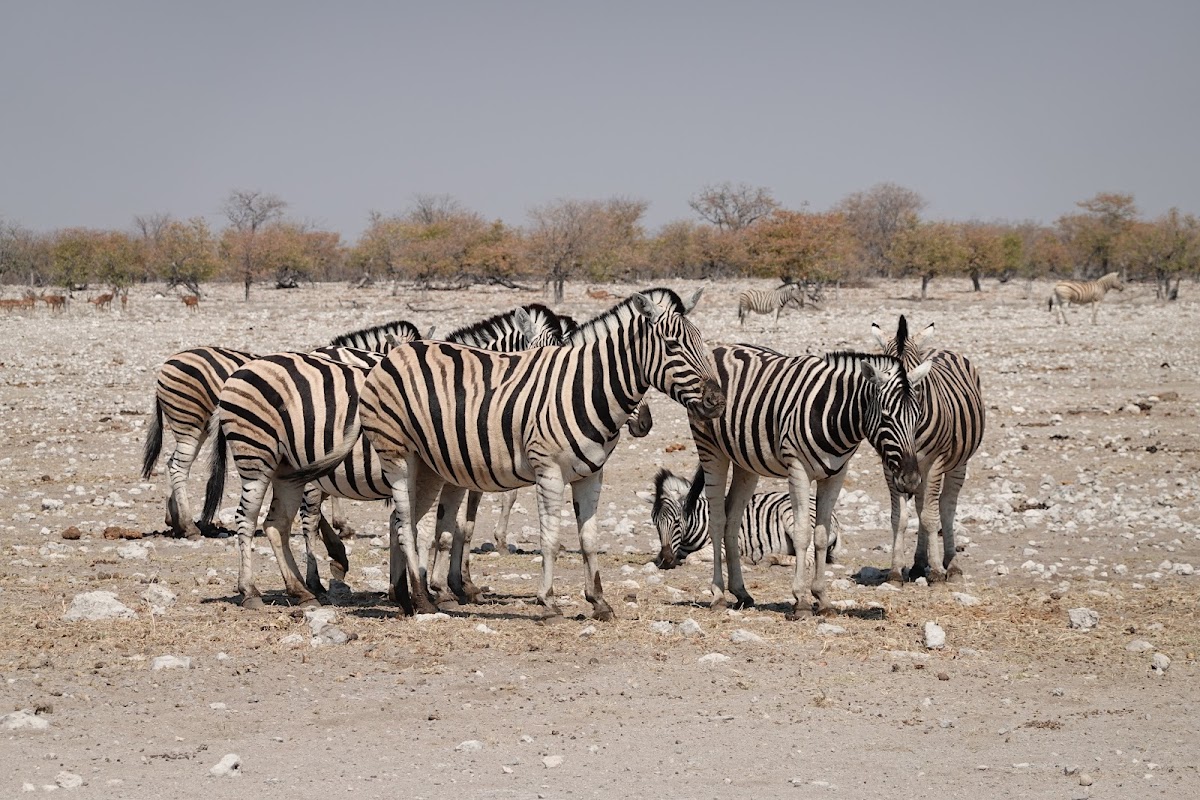 Secret Namibia — tour operator in 13001, Namibia – photo 6