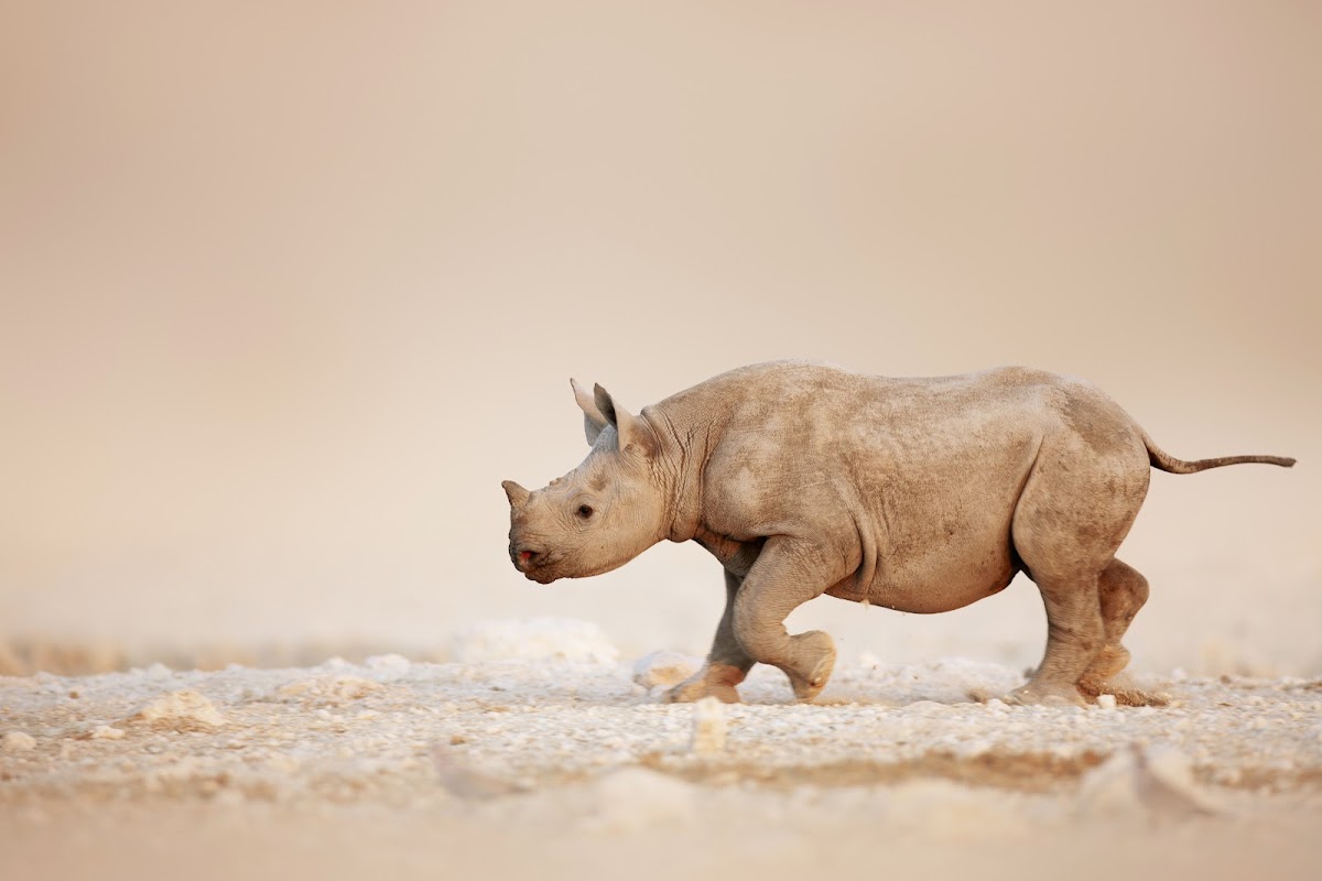 Secret Namibia — tour operator in 13001, Namibia – photo 1