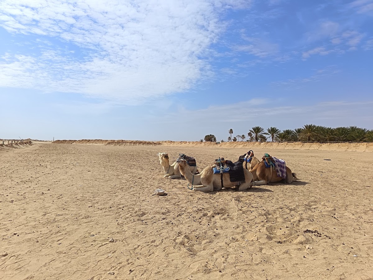 Sahara Activity | Your Gateway to Desert Adventures — tour operator in Zone Touristique، دوز 4260, Tunisia – photo 2