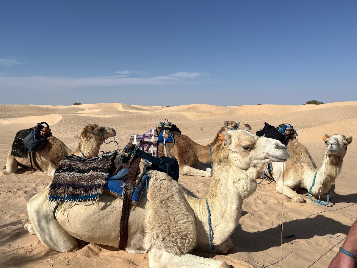 Sahara Activity | Your Gateway to Desert Adventures — tour operator in Zone Touristique، دوز 4260, Tunisia – photo 1