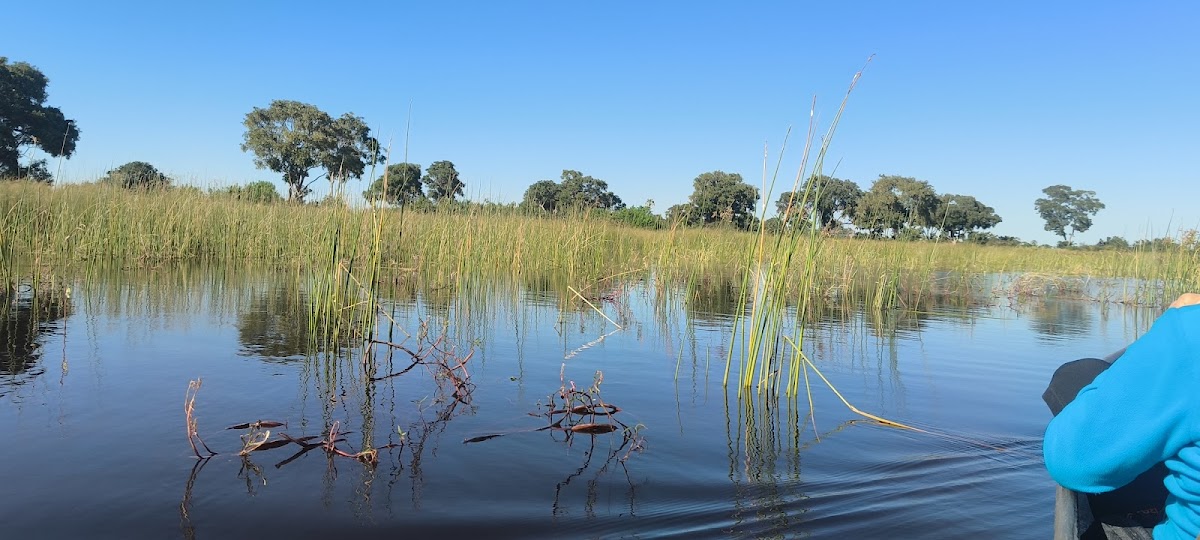 Zazu Epic Safaris | Botswana Mobile Safaris — tour operator in Moremi Game Reserve Road, Botswana – photo 6