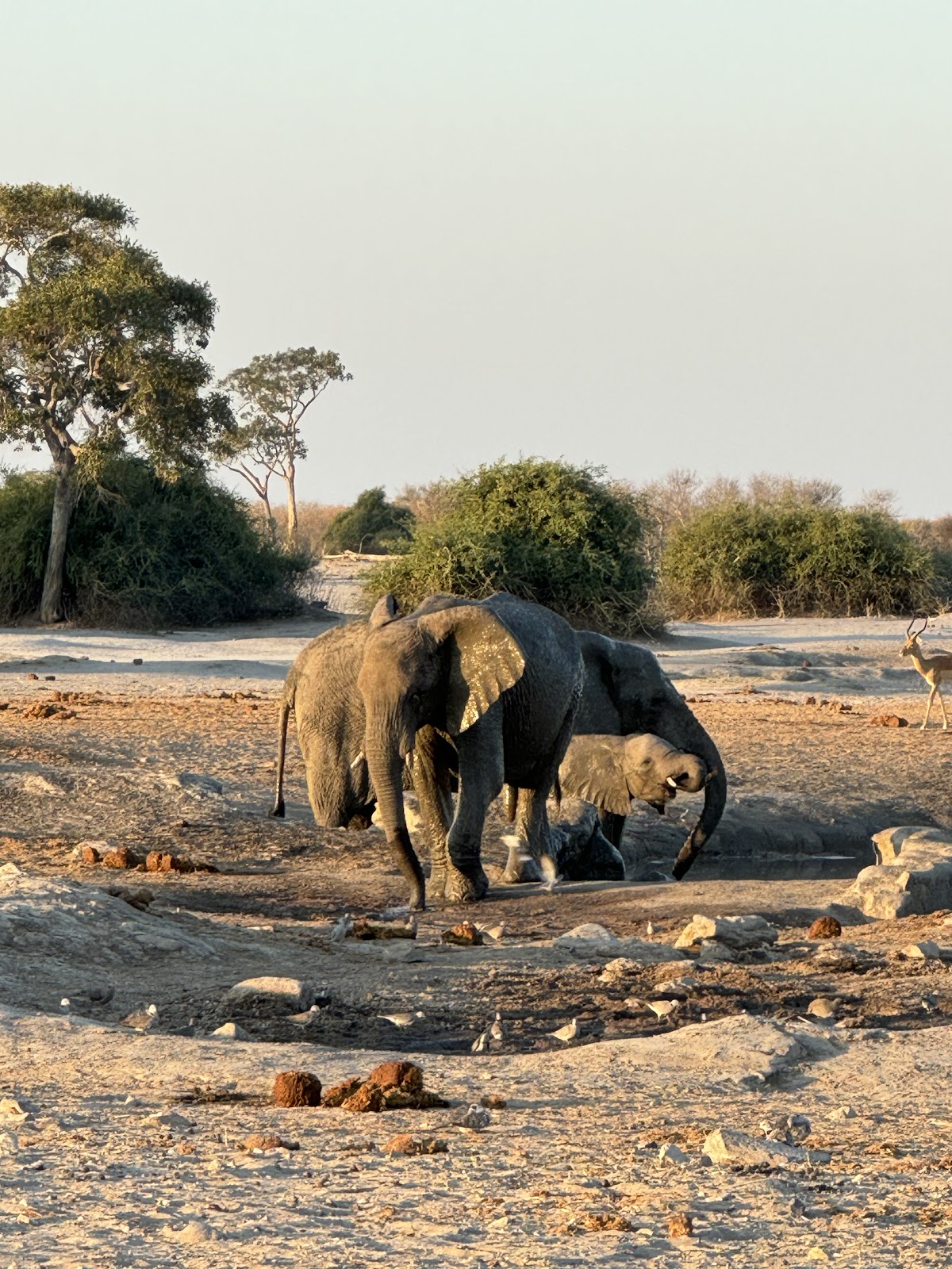 Zazu Epic Safaris | Botswana Mobile Safaris — tour operator in Moremi Game Reserve Road, Botswana – photo 3