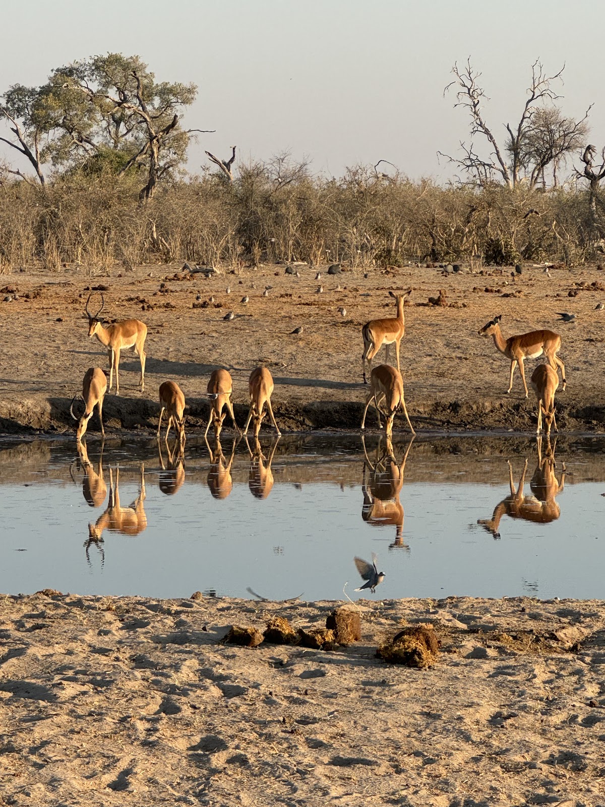Zazu Epic Safaris | Botswana Mobile Safaris — tour operator in Moremi Game Reserve Road, Botswana – photo 2