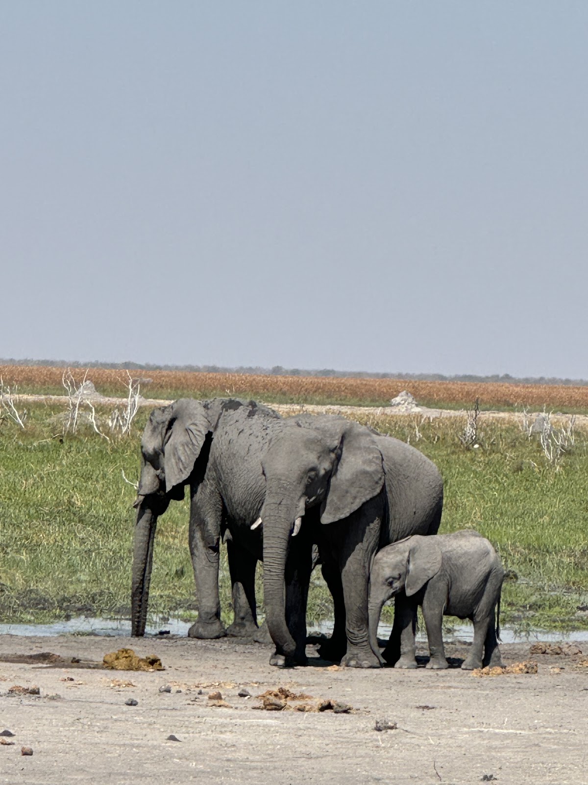 Zazu Epic Safaris | Botswana Mobile Safaris — tour operator in Moremi Game Reserve Road, Botswana – photo 1