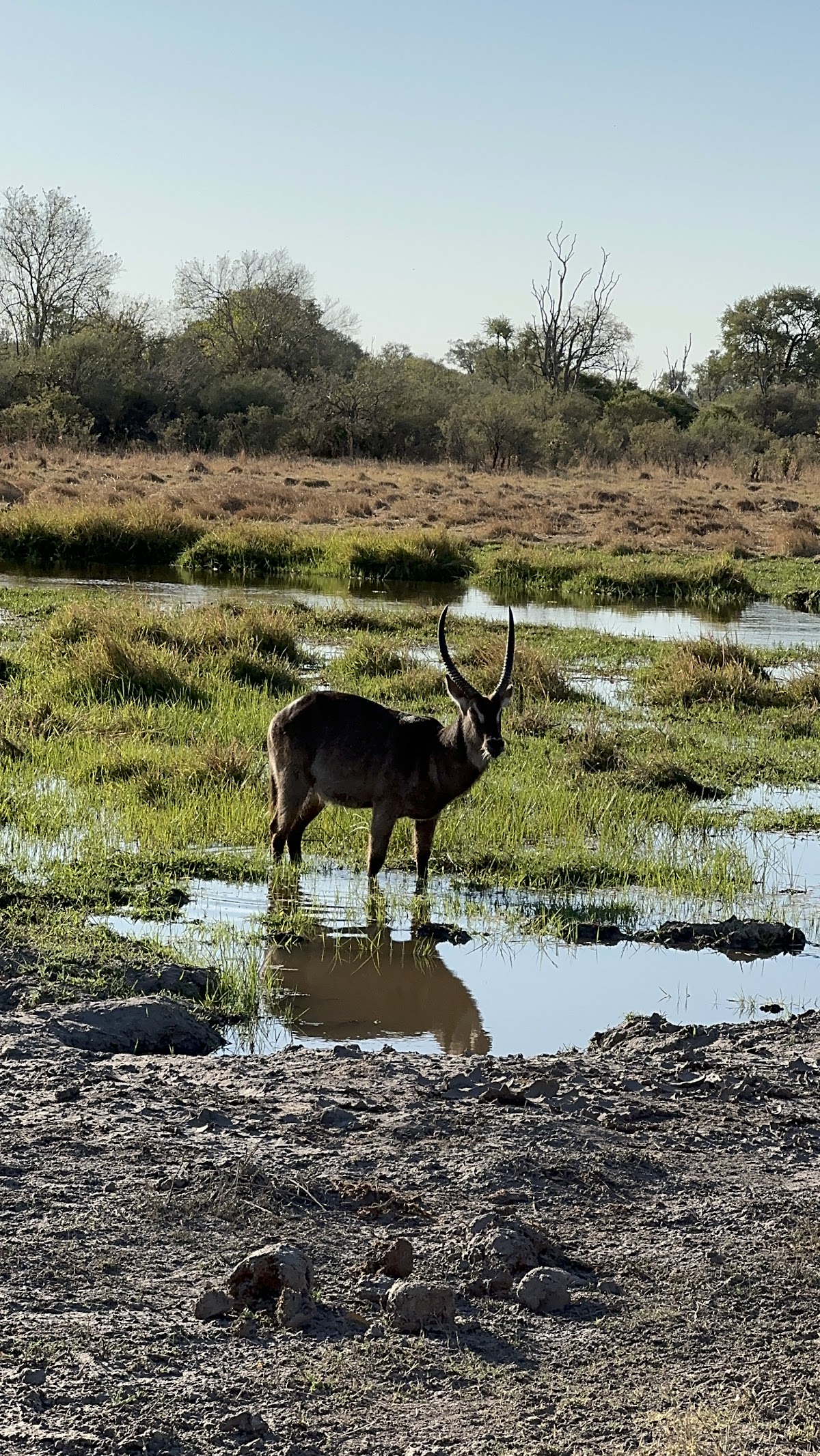 Zazu Epic Safaris | Botswana Mobile Safaris — tour operator in Moremi Game Reserve Road, Botswana – photo 4