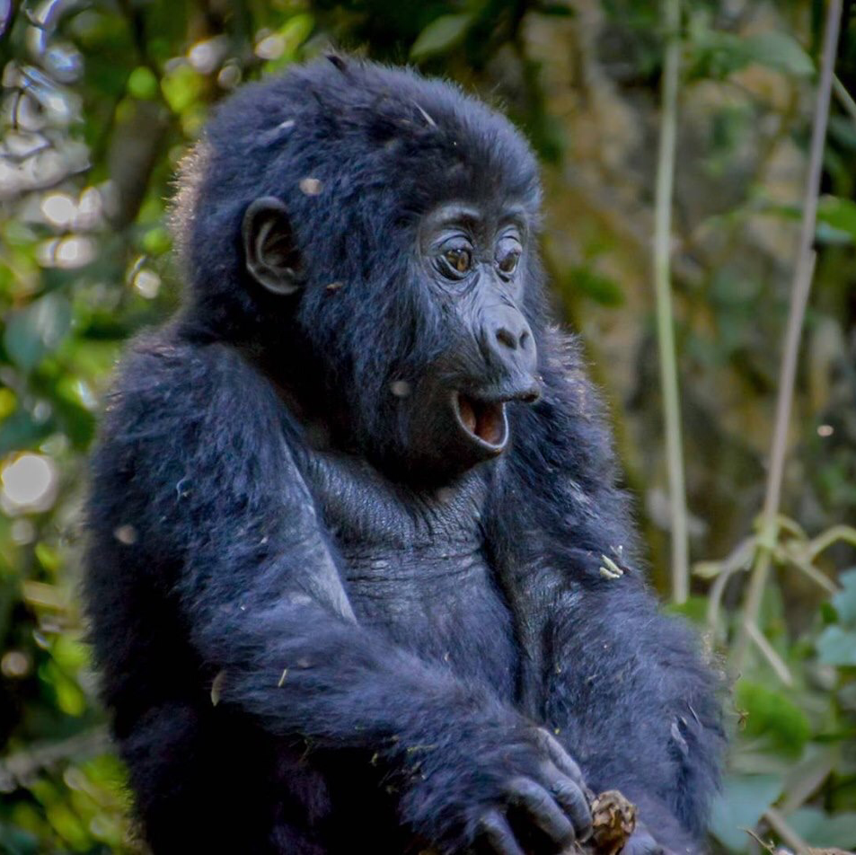 Safari Retreats Africa — tour operator in suite 9-10, Uganda – photo 3