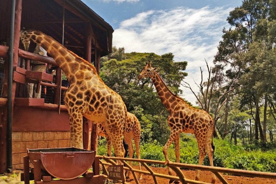 Safari Retreats Africa — tour operator in suite 9-10, Uganda – photo 1