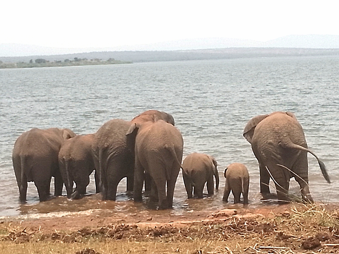 Akagera Safari — tour operator in KN 4 Ave, Rwanda – photo 1