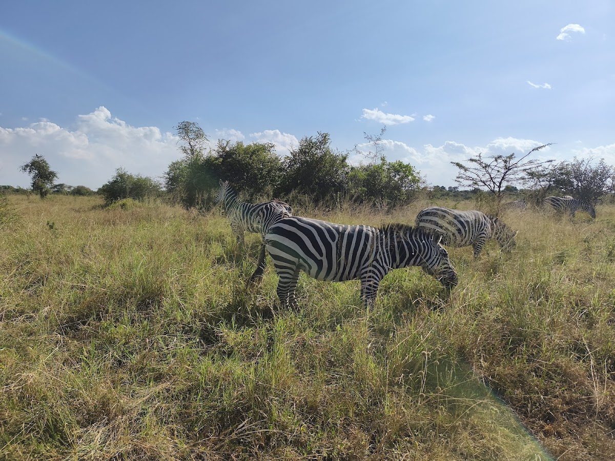 Akagera Safari — tour operator in KN 4 Ave, Rwanda – photo 5