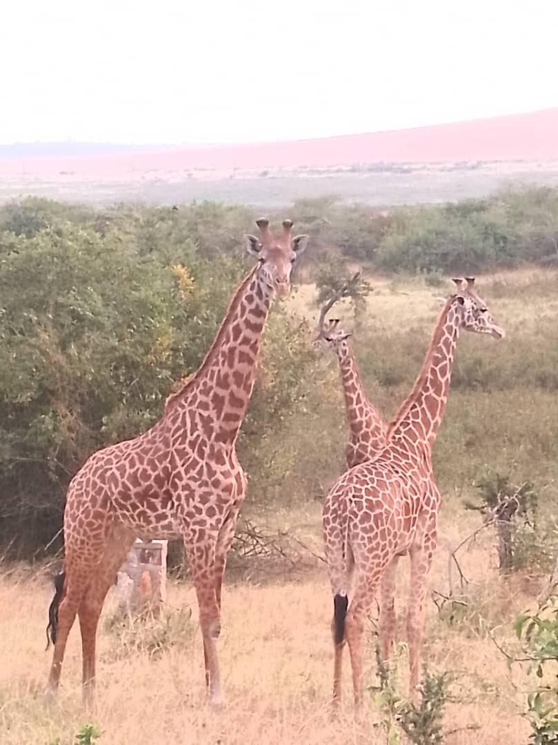 Akagera Safari — tour operator in KN 4 Ave, Rwanda – photo 4