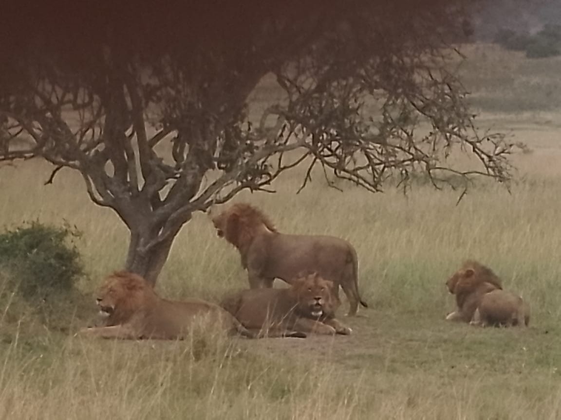 Akagera Safari — tour operator in KN 4 Ave, Rwanda – photo 6