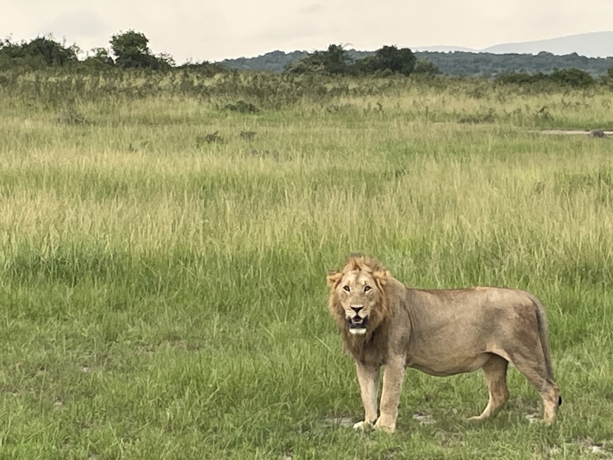 Akagera Safari — tour operator in KN 4 Ave, Rwanda – photo 3