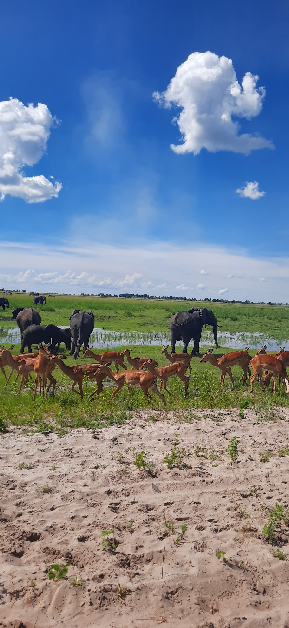 Real Africa Safaris — tour operator in Hunter's mall, Botswana – photo 5