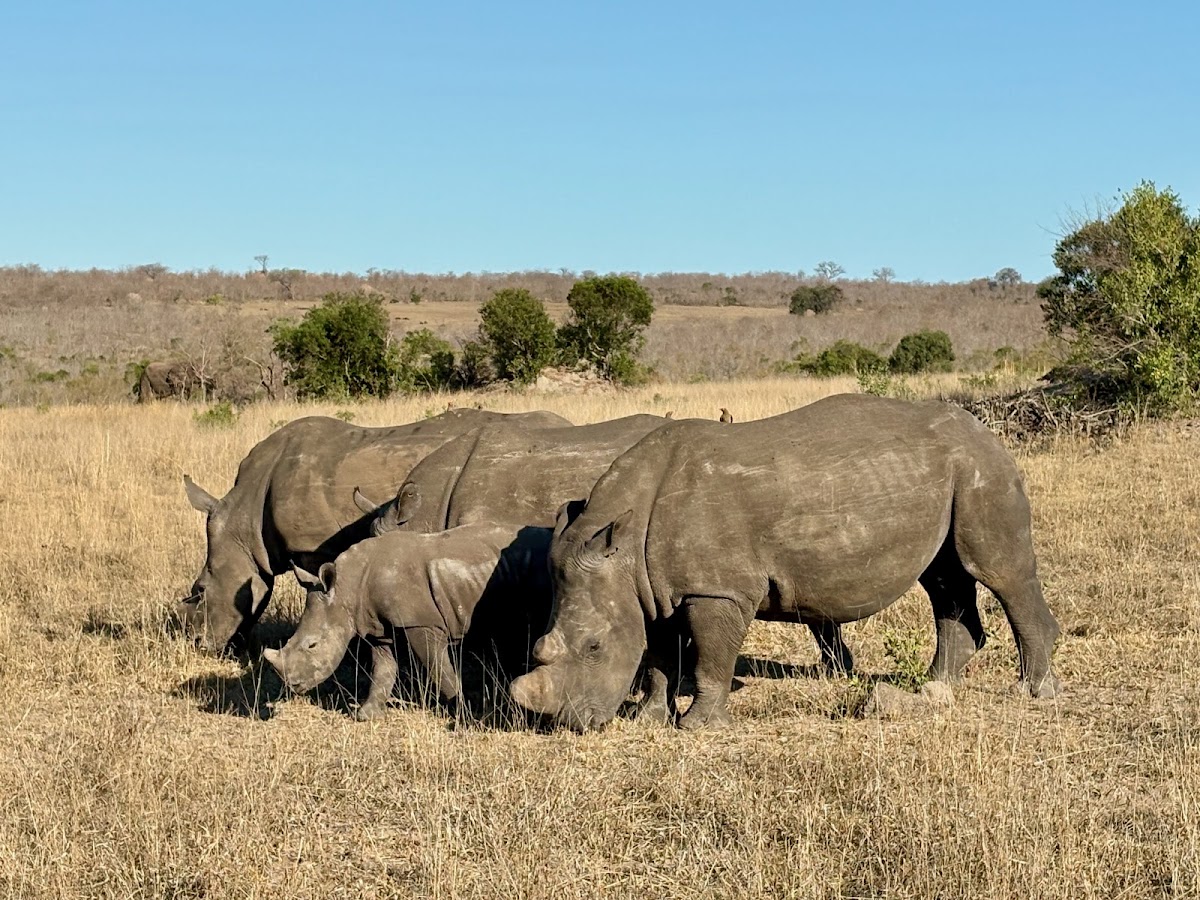Rhino Africa Safaris — tour operator in Cape Town, South Africa – photo 4