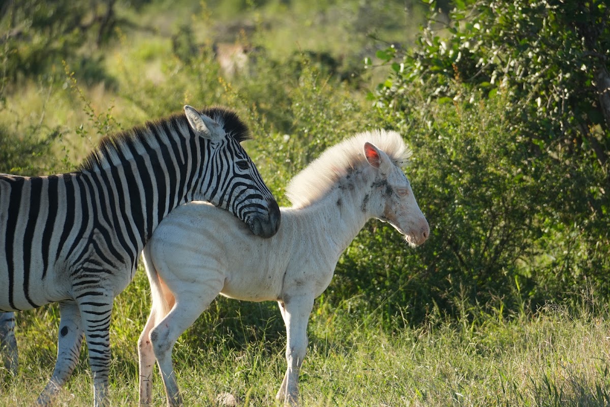 Rhino Africa Safaris — tour operator in Cape Town, South Africa – photo 5