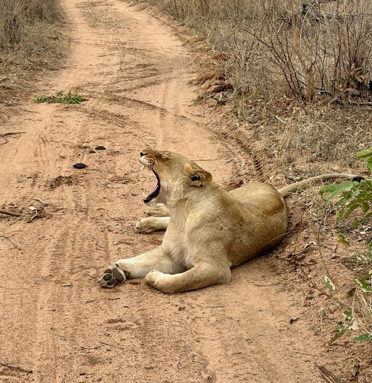 Rhino Africa Safaris — tour operator in Cape Town, South Africa – photo 6