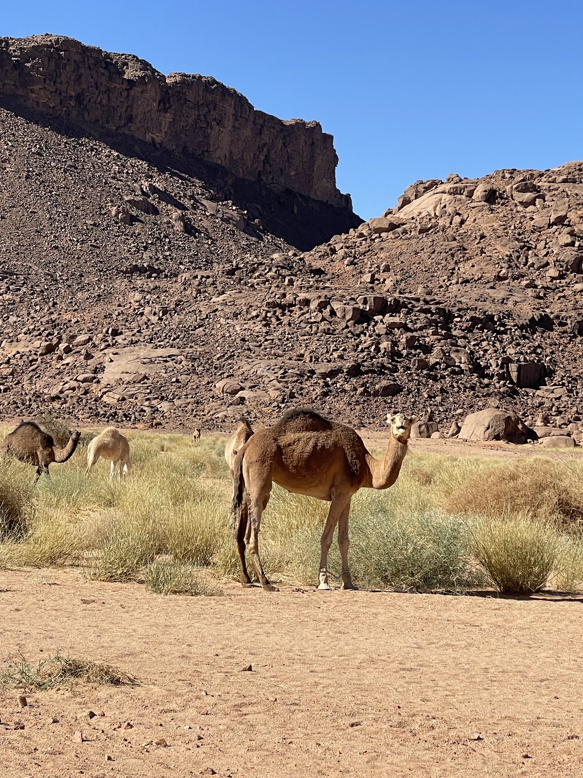 Sahara Africa Tours — tour operator in In aberber, Algeria – photo 5