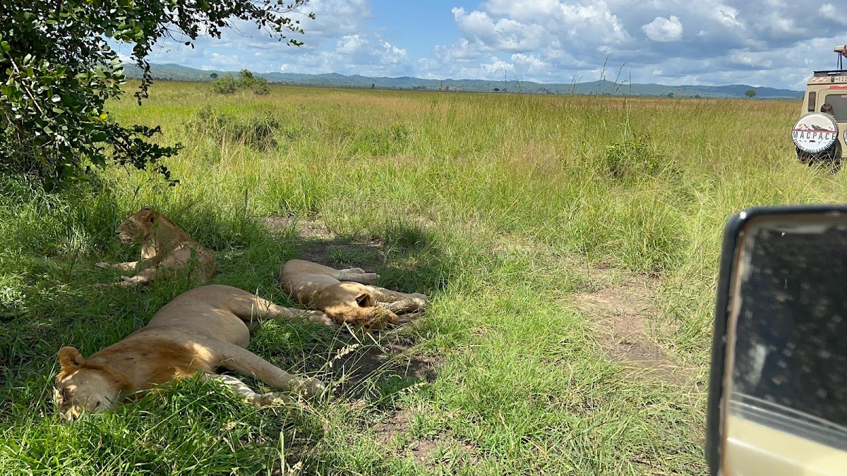 KILIBEST TANZANIA SAFARI TOUR PACKAGES | Kilimanjaro Climbing Group in Moshi -Tanzania | 5-Day Tanzania Safari — tour operator in 25116, Tanzania – photo 5