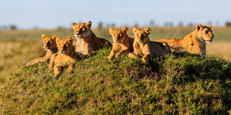 KILIBEST TANZANIA SAFARI TOUR PACKAGES | Kilimanjaro Climbing Group in Moshi -Tanzania | 5-Day Tanzania Safari — tour operator in 25116, Tanzania – photo 6