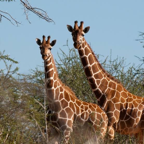 KILIBEST TANZANIA SAFARI TOUR PACKAGES | Kilimanjaro Climbing Group in Moshi -Tanzania | 5-Day Tanzania Safari — tour operator in 25116, Tanzania – photo 3