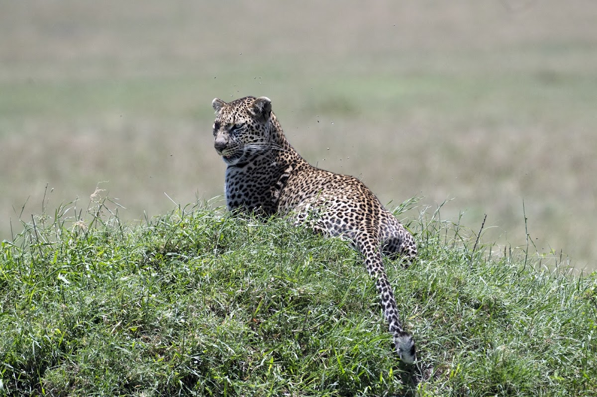 Dallago Tours Kenya-Tanzania Ltd | Safaris in Kenya and Tanzania — tour operator in Off Gitanga Rd, Kenya – photo 3