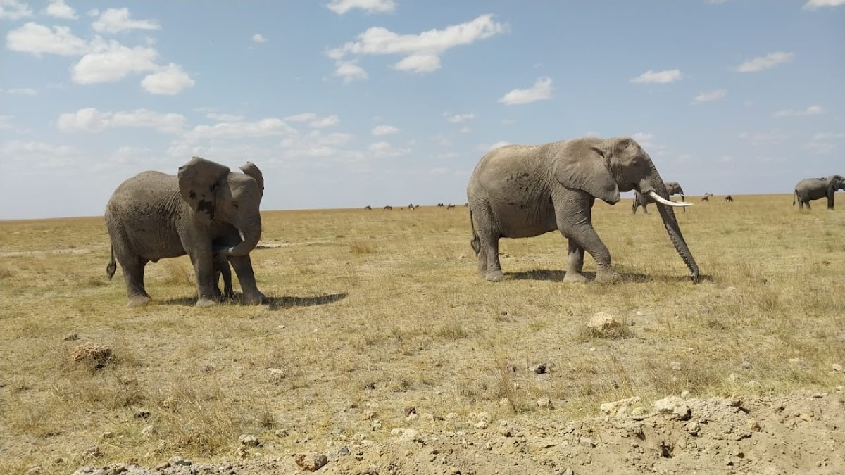 Dallago Tours Kenya-Tanzania Ltd | Safaris in Kenya and Tanzania — tour operator in Off Gitanga Rd, Kenya – photo 2