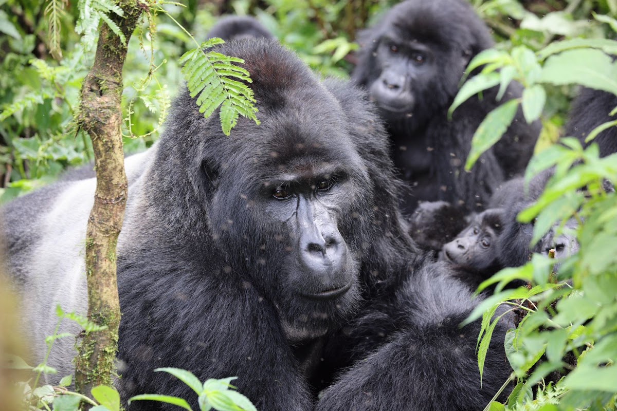 Mond Safaris Uganda | luxury Uganda safari tours | Luxury Tanzania Safaris | Kenya safaris | Luxury Africa Safaris — tour operator in Kasangombe trading centre, Uganda – photo 6