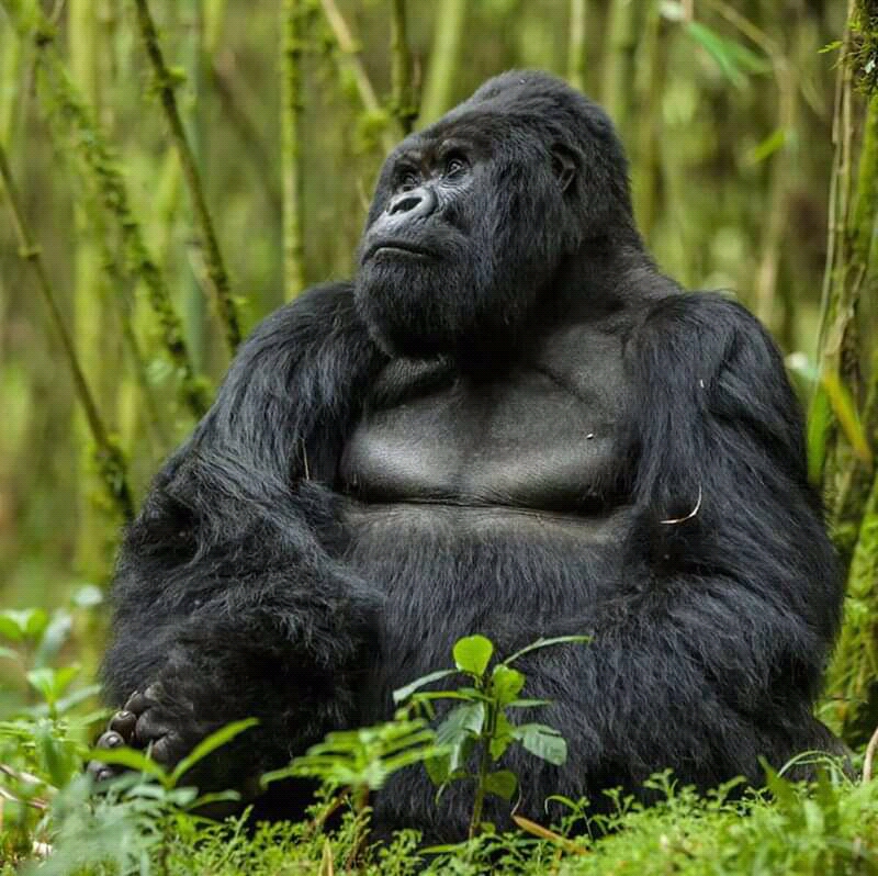 Home Rwanda Safaris — tour operator in KG 17 Ave, Rwanda – photo 2