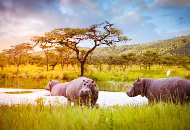 Home Rwanda Safaris — tour operator in KG 17 Ave, Rwanda – photo 3