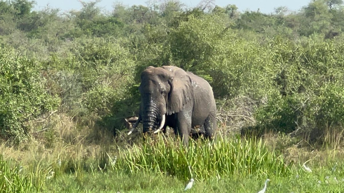 Bob Da Guide (Murchison Falls Tour Guide) — tour operator in Pakwach, Uganda – photo 4