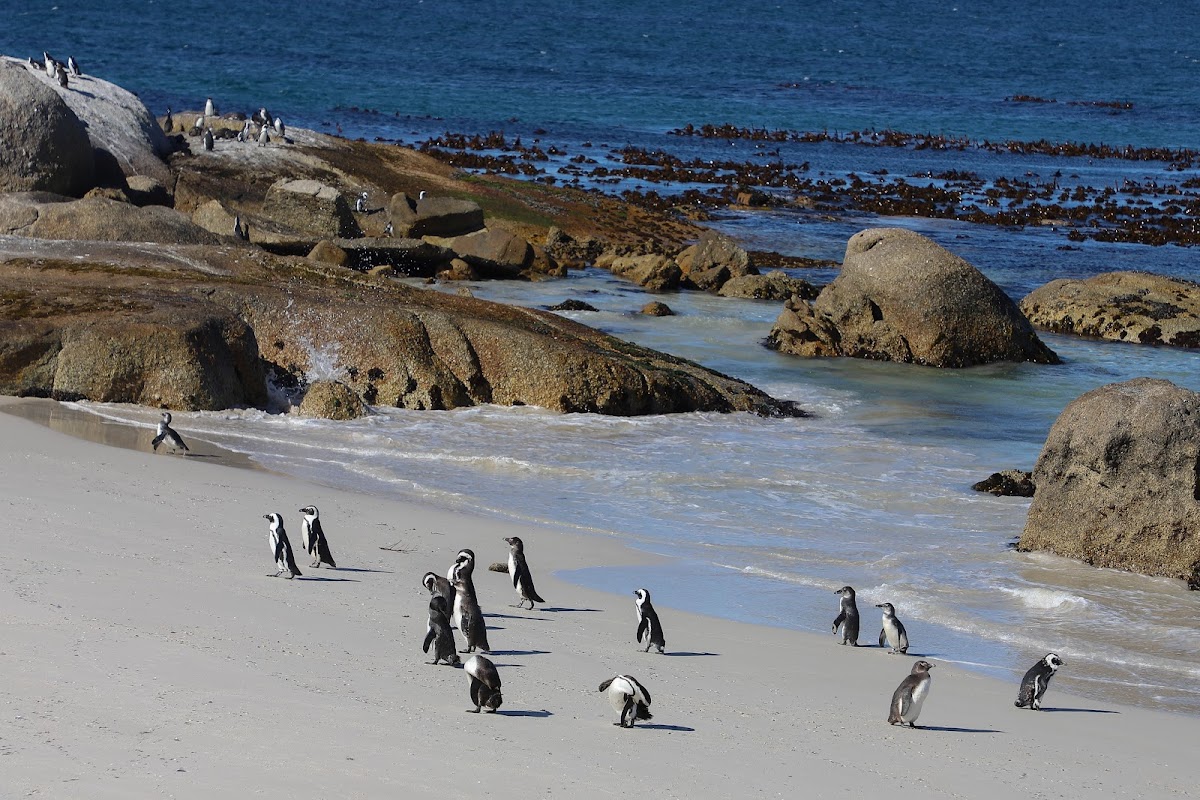 The Travel Café Cape Town — tour operator in Cape Town, South Africa – photo 6