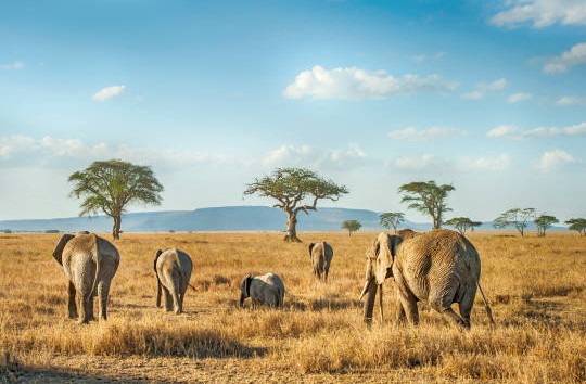 Africa Budget Tour - Affordable Safaris in Kenya & Across Africa — tour operator in Koinange St, Kenya – photo 1