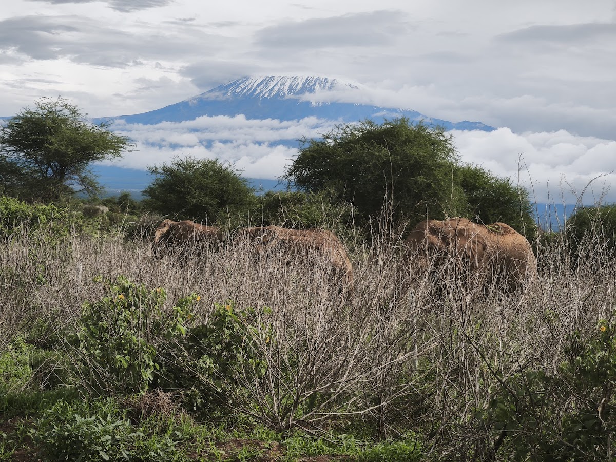 Africa Budget Tour - Affordable Safaris in Kenya & Across Africa — tour operator in Koinange St, Kenya – photo 6