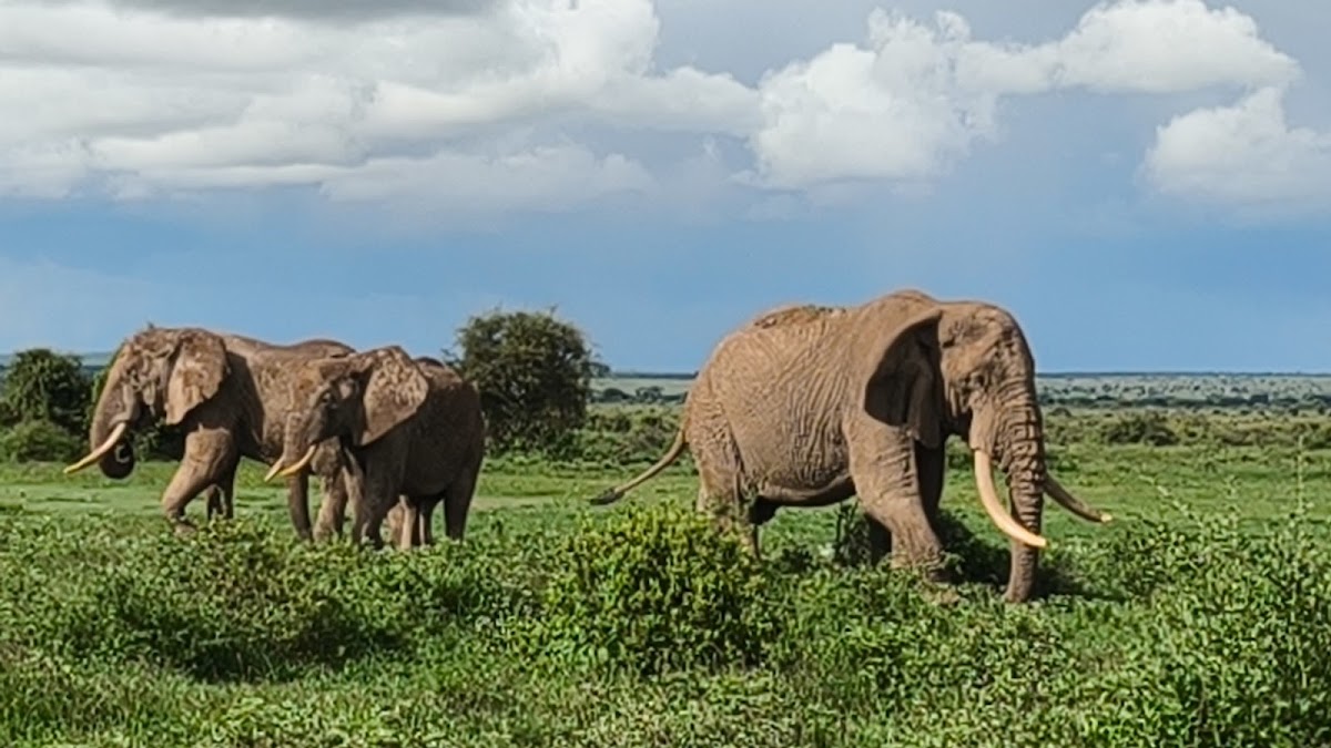 Africa Budget Tour - Affordable Safaris in Kenya & Across Africa — tour operator in Koinange St, Kenya – photo 2