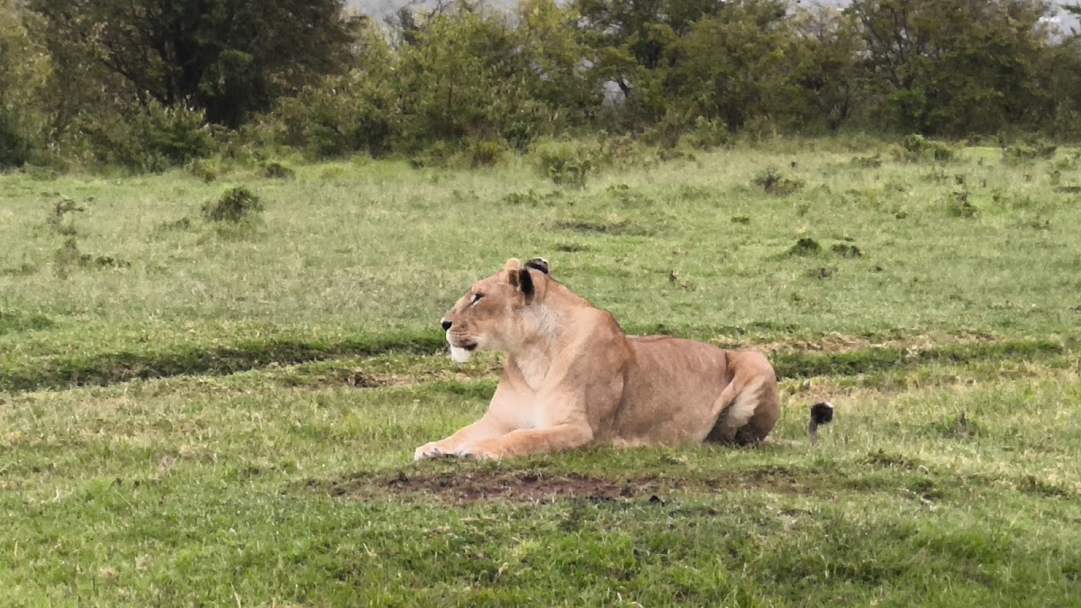 Africa Budget Tour - Affordable Safaris in Kenya & Across Africa — tour operator in Koinange St, Kenya – photo 3