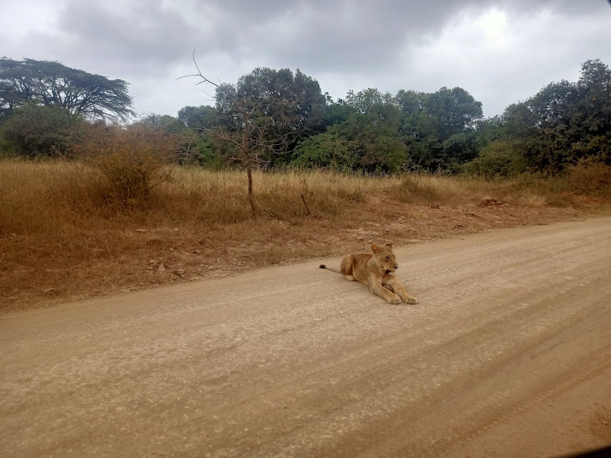 Africa Budget Tour - Affordable Safaris in Kenya & Across Africa — tour operator in Koinange St, Kenya – photo 5