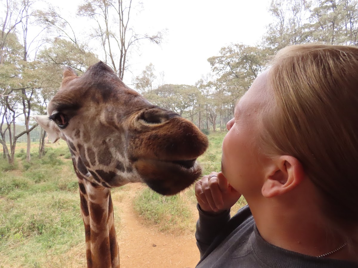 Adventure Travels Kenya — tour operator in 13 Koinange St, Kenya – photo 1