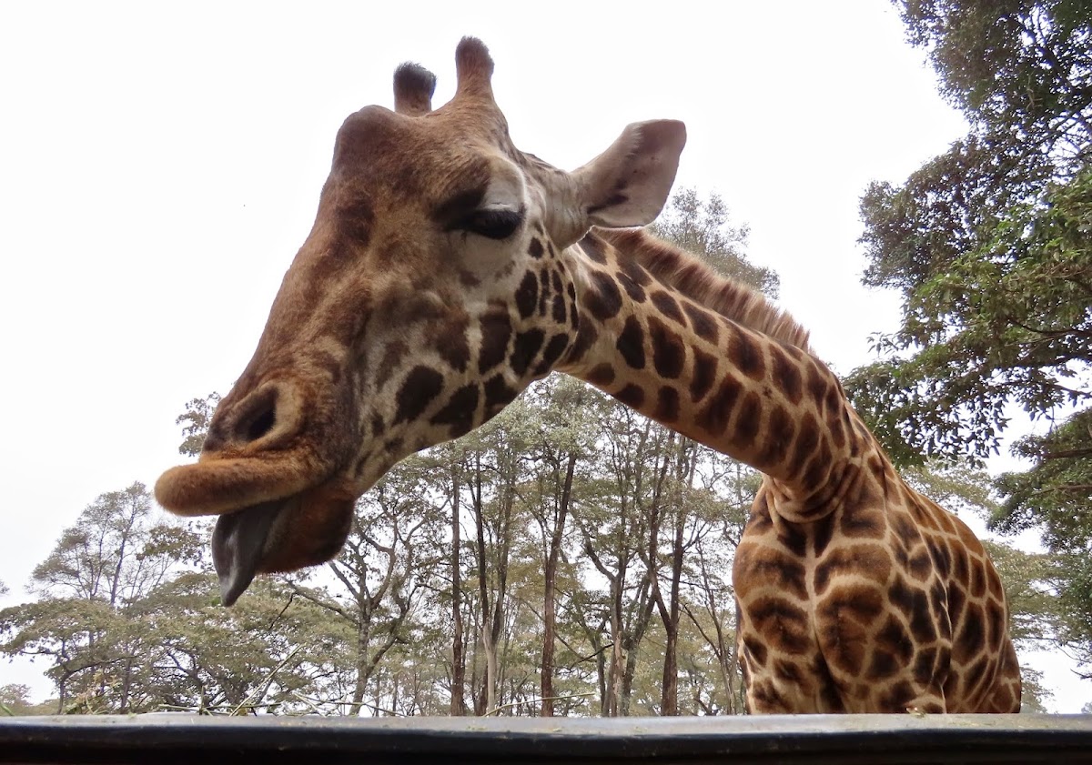 Adventure Travels Kenya — tour operator in 13 Koinange St, Kenya – photo 6